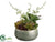 Succulent Garden Arrangement - Green Burgundy - Pack of 6