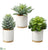 Echeveria, Aeonium - Green - Pack of 1