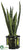 Sansevieria - Green - Pack of 1