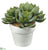 Echeveria - Green - Pack of 4