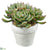 Echeveria - Green Red - Pack of 4