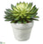 Echeveria - Green Two Tone - Pack of 4