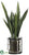 Sansevieria - Green Two Tone - Pack of 1