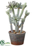 Silk Plants Direct Cactus - Green - Pack of 1