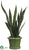 Sansevieria - Green Two Tone - Pack of 1