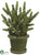 Donkey Tail - Green - Pack of 1