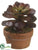 Echeveria - Burgundy - Pack of 4