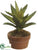 Aloe Plant - Green - Pack of 4