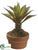 Agave - Green - Pack of 4