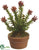 Crassula - Green Burgundy - Pack of 4