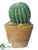 Barrel Cactus - Green - Pack of 4