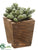 Sedum - Green - Pack of 12