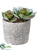 Silk Plants Direct Echeveria - Green - Pack of 6