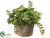 Silk Plants Direct Sedum - Green - Pack of 6