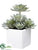 Sedum - Green Frosted - Pack of 6