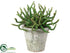 Silk Plants Direct Succulent - Green - Pack of 6