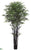 Black Bamboo Tree - Green - Pack of 2