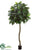 Breadfruit Tree - Green - Pack of 2