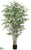 Bamboo Tree - Green - Pack of 2