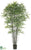 False Aralia Black Bamboo Tree - Green Two Tone - Pack of 2