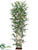 Bamboo Tree - Green - Pack of 2