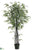 Black Bamboo Tree - Black - Pack of 2