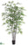 Black Bamboo Tree - Green - Pack of 2