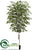 Birch Tree - Green - Pack of 2