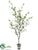 Silk Plants Direct Cornus Tree - Green - Pack of 1