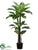 Dieffenbachia Tree - Variegated - Pack of 2