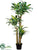 Silk Plants Direct Dracaena Tree - Green Cream - Pack of 1