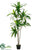 Dracaena Tree - Green - Pack of 2