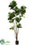 Silk Plants Direct Fiddle Leaf Tree - Green - Pack of 2