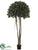 Ficus Panda Tree - Green - Pack of 2