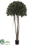 Silk Plants Direct Ficus Panda Tree - Green - Pack of 2