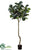 Fiddle Leaf Fig Tree - Green - Pack of 2