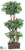 Ficus Tree - Green - Pack of 1