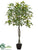 Ficus Tree - Green - Pack of 2