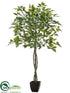 Silk Plants Direct Ficus Tree - Green - Pack of 2