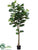 Fiddle Leaf Tree - Green - Pack of 2