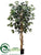 Ficus Tree - Green - Pack of 2