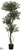 Ficus Tree - Green - Pack of 2