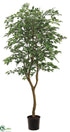 Silk Plants Direct Ficus Tree - Green Two Tone - Pack of 2