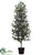 Laurel Tree - Green - Pack of 2