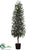 Laurel Tree - Green - Pack of 2