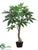 Money Tree - Green - Pack of 2