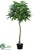 Money Tree - Green - Pack of 2