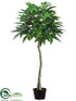 Silk Plants Direct Money Tree - Green - Pack of 2