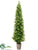 Silk Plants Direct Podocarpus Topiary - Green - Pack of 1