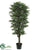 Podocarpus Tree - Green - Pack of 2